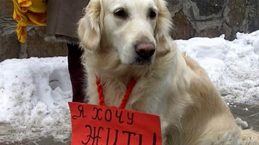 В Озёрске активизировались голодные бомжи: они убивают и едят собак